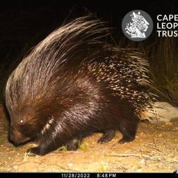 Porcupine